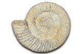 Jurassic Ammonite (Perisphinctes) Fossil - Madagascar #337685-1